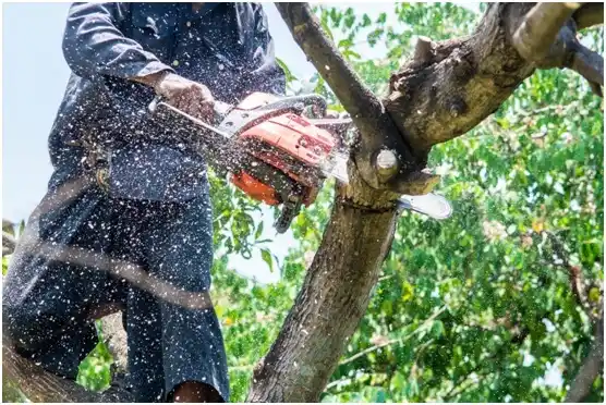 tree services Grand Ronde